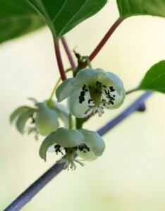 Kiwaï autofertile Issai - Actinidia arguta Issai - Fleurs