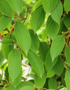 Kiwaï autofertile Issai - Actinidia arguta Issai - Feuillage