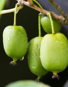 Kiwaï autofertile Issai - Actinidia arguta Issai - Fruits