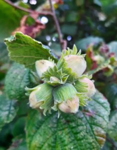 Noisetier commun - Corylus avellana - Noisettes