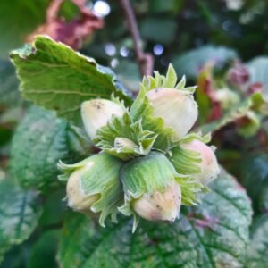 Noisetier commun - Corylus avellana - Noisettes