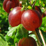 Ribes Hinnonmaki Röd