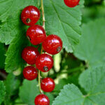 Groseillier commun Ribes rubrum