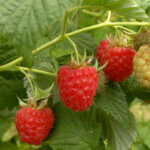 Rubus Willamette
