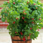 Framboisier Ruby Beauty