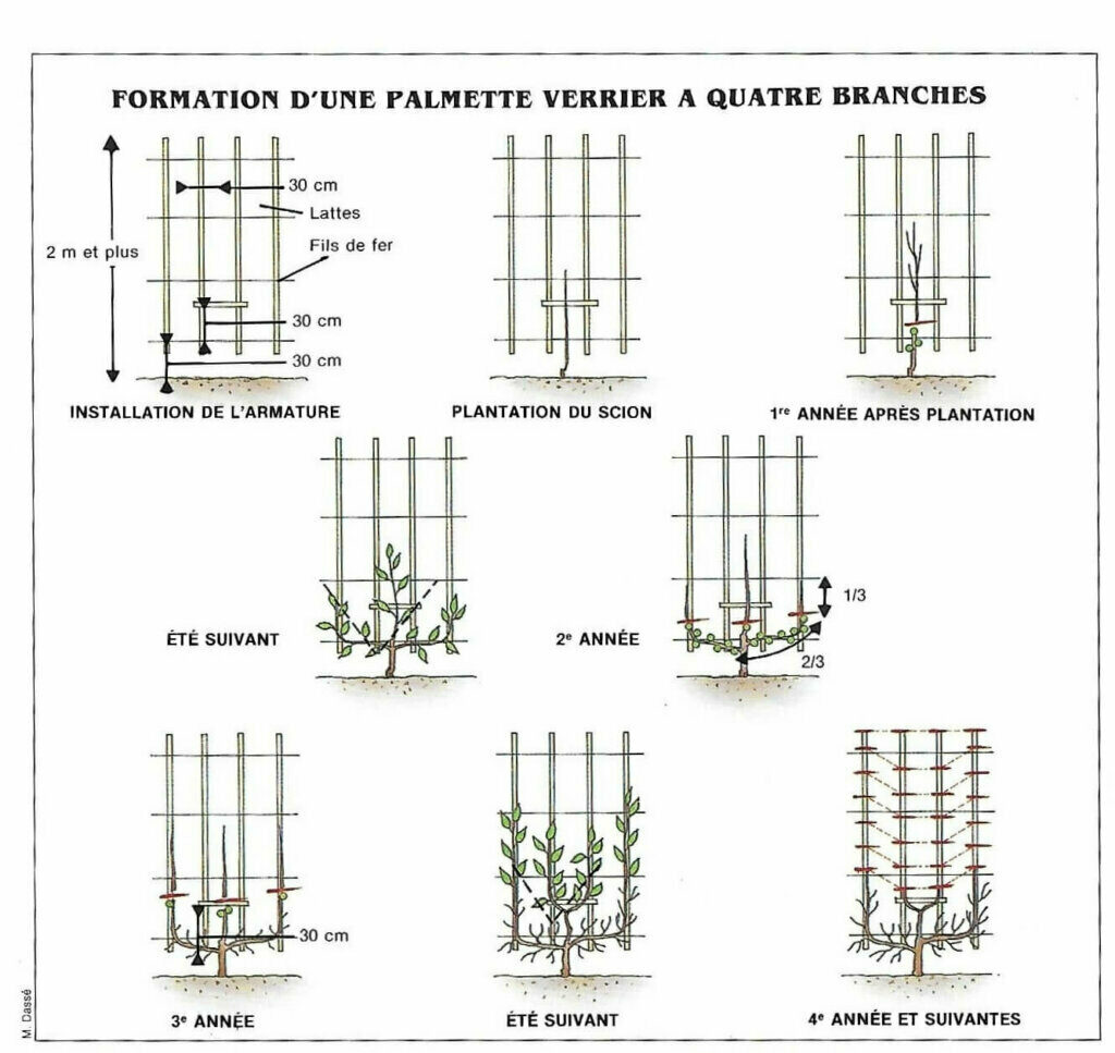 De La Taille à La Conduite Des Arbres Fruitiers Pdf