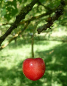Cerise du Sars