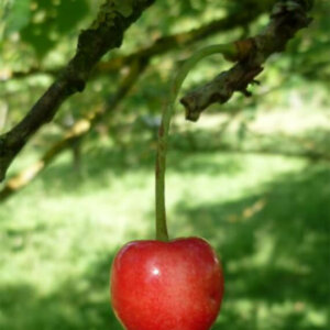 Cerise du Sars