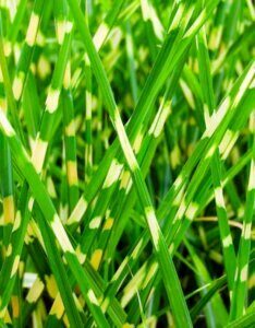Miscanthus sinensis 'Little Zebra'® - Roseau de Chine - Feuillage
