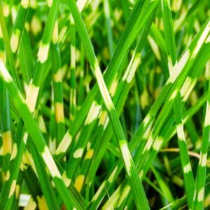 Miscanthus sinensis 'Little Zebra'® - Roseau de Chine - Feuillage