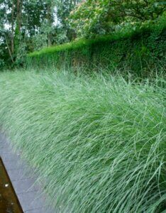Miscanthus sinensis 'Morning Light' - Roseau de Chine - Haie