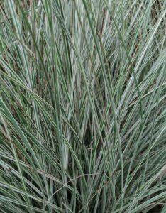 Miscanthus sinensis 'Morning Light' - Roseau de Chine - Feuillage