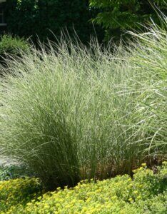 Miscanthus sinensis 'Morning Light' - Roseau de Chine - Vue d'ensemble