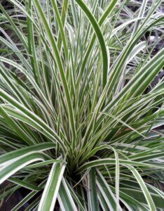 Carex oshimensis Everest ® - Laîche d'Oshima - Feuillage