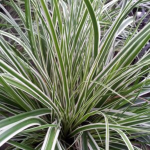 Carex oshimensis Everest ® - Laîche d'Oshima - Feuillage