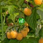 Framboisier Golden Everest Bio