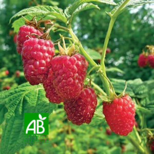 Framboisier heritage bio