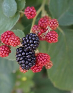 Murier Black Satin - Rubus fruticosus Black Satin - Fruits