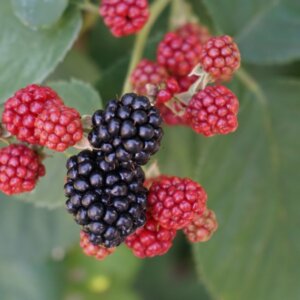 Murier Black Satin - Rubus fruticosus Black Satin - Fruits