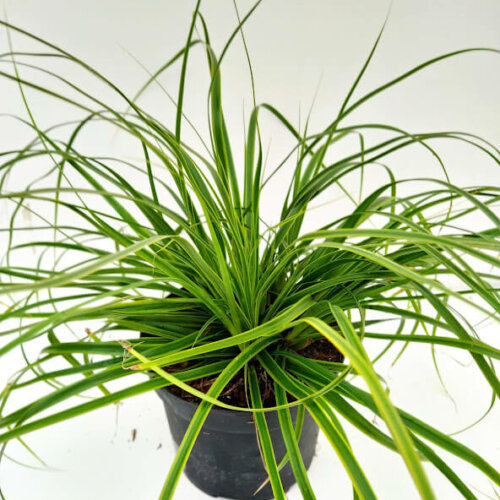 Carex 'Everlime'