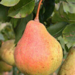 Poire à Côte d'Or