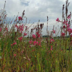 Gaura Siskiyou Pink