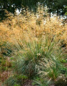 Stipa gigantea - Stipe géante - Vue d'ensemble