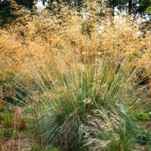Stipa gigantea - Stipe géante - Vue d'ensemble