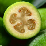 Feijoa