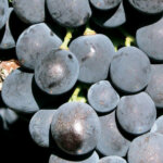 Vigne Prima - Raisin noir