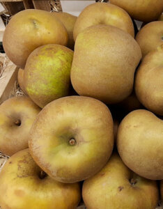 Pommier Reinette Grise du Canada