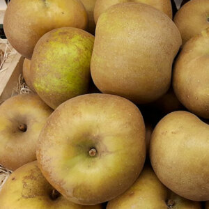 Pommier Reinette Grise du Canada