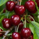 Cerisier Bigarreau Van