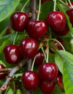 Cerisier Bigarreau Van