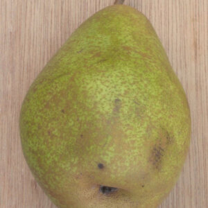 Poirier Doyenné du Comice AB