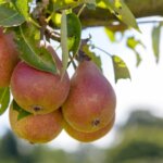 Poirier Louise Bonne d'Avranches - Poires Louise Bonne