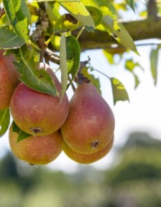 Poirier Louise Bonne d'Avranches - Poires Louise Bonne
