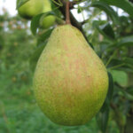 Poirier Légipont - Fondante de Charneux AB