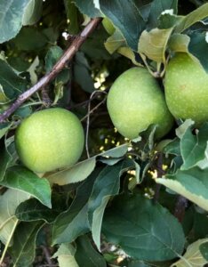 Pommier Granny Smith