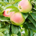 Pommier Winter Banana