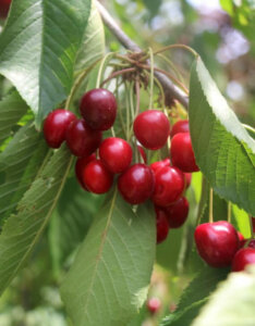 Cerisier Belle Magnifique