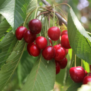 Cerisier Belle Magnifique