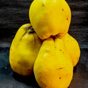 Cognassier Géant de Vranja