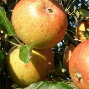 Pommier Cox Orange Pippin