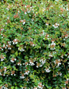 Abelia grandiflora - Abélia à grandes fleurs - vue d'ensemble