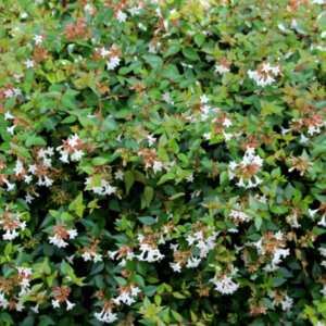 Abelia grandiflora - Abélia à grandes fleurs - vue d'ensemble