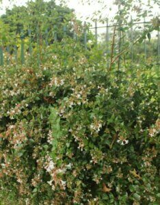 Abelia grandiflora - Abélia à grandes fleurs - Vue d'ensemble
