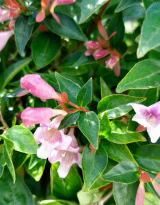 Abelia grandiflora Edward Goucher - Abélia à grandes fleurs - fleurs et feuillage