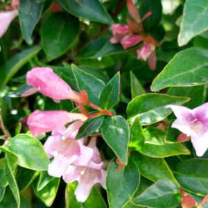 Abelia grandiflora Edward Goucher - Abélia à grandes fleurs - fleurs et feuillage