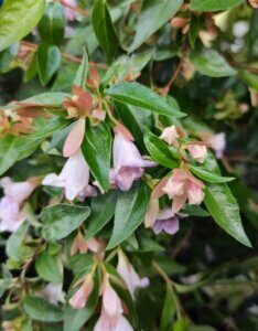 Abelia grandiflora Edward Goucher - Abélia à grandes fleurs - Fleurs